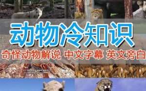 外面卖1699的国外纪录片解说（动物解说、美食、动画片）稳过中视频-赚钱驿站